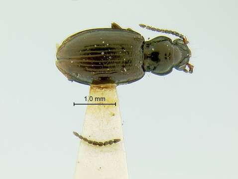 Plancia ëd Bembidion (Trepanedoris) acutifrons Le Conte 1879