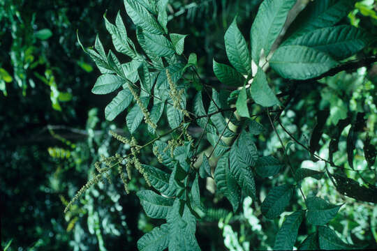 Image of Talisia sylvatica (Aubl.) Radlk.