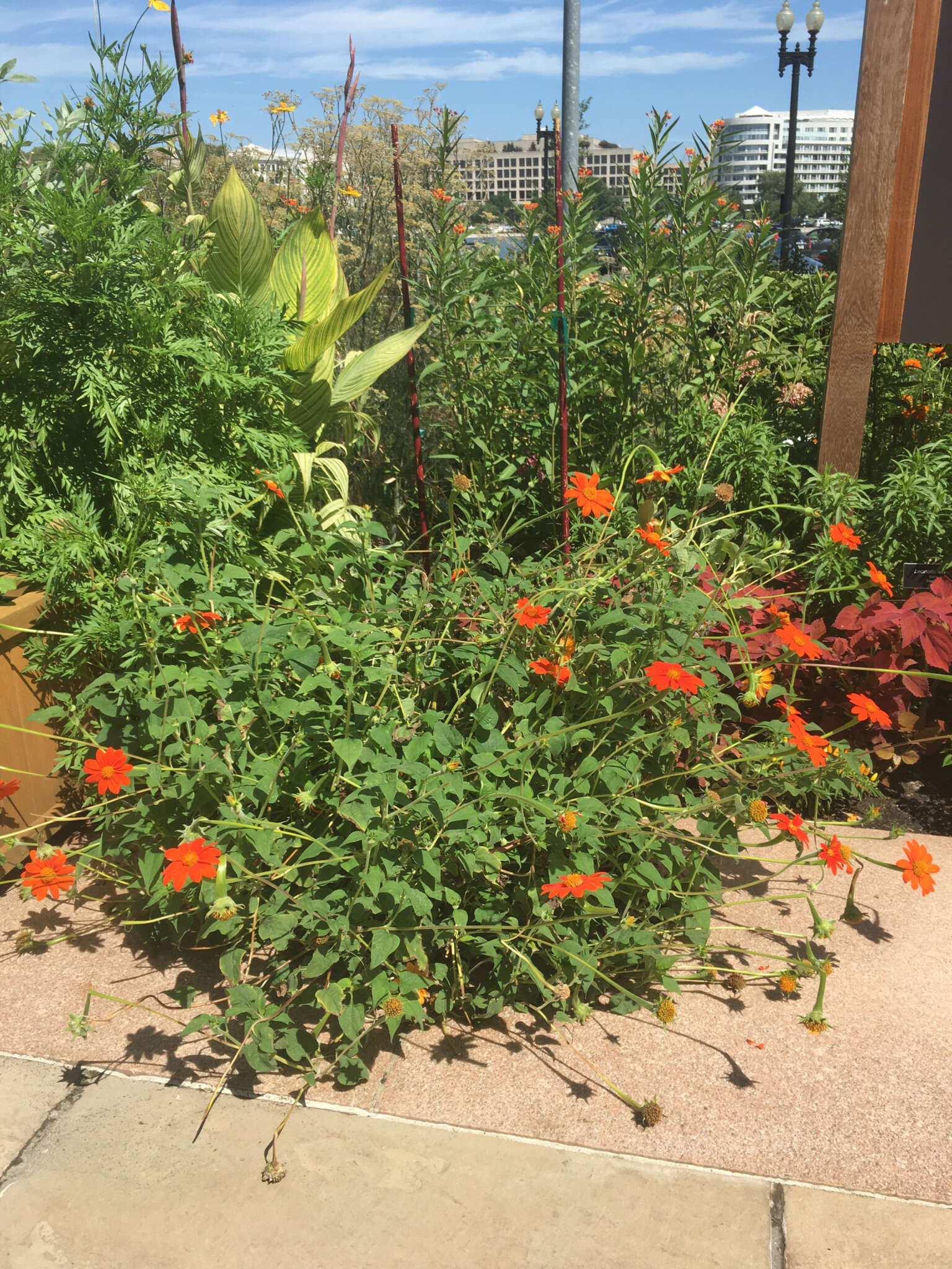 صورة Tithonia rotundifolia (P. Mill.) Blake