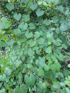 Imagem de Vitis rotundifolia Michx.