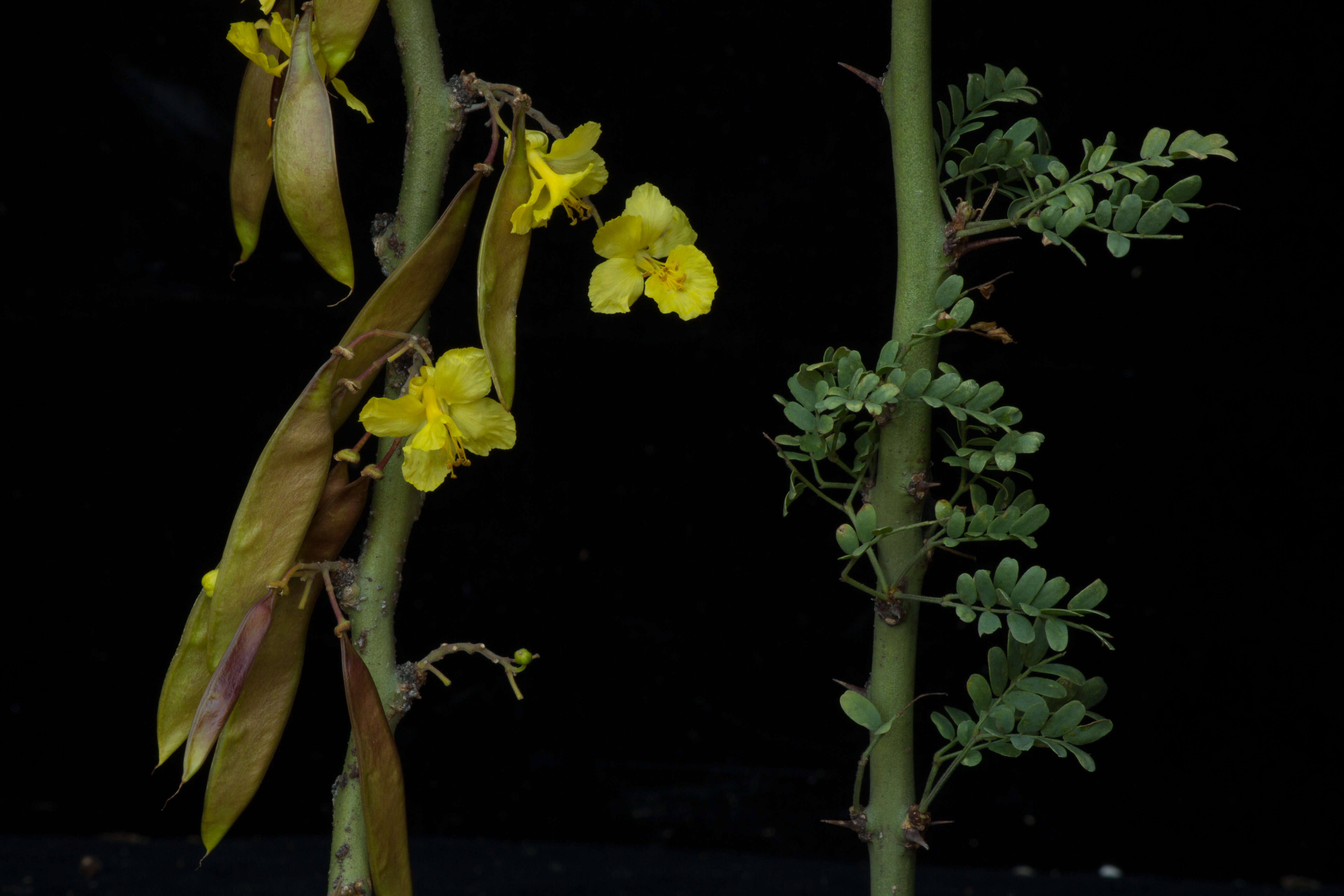 Image of Parkinsonia praecox (Ruiz & Pav.) Hawkins