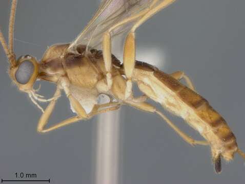 Image of Aleiodes palmatoides Marsh & Shaw 2003