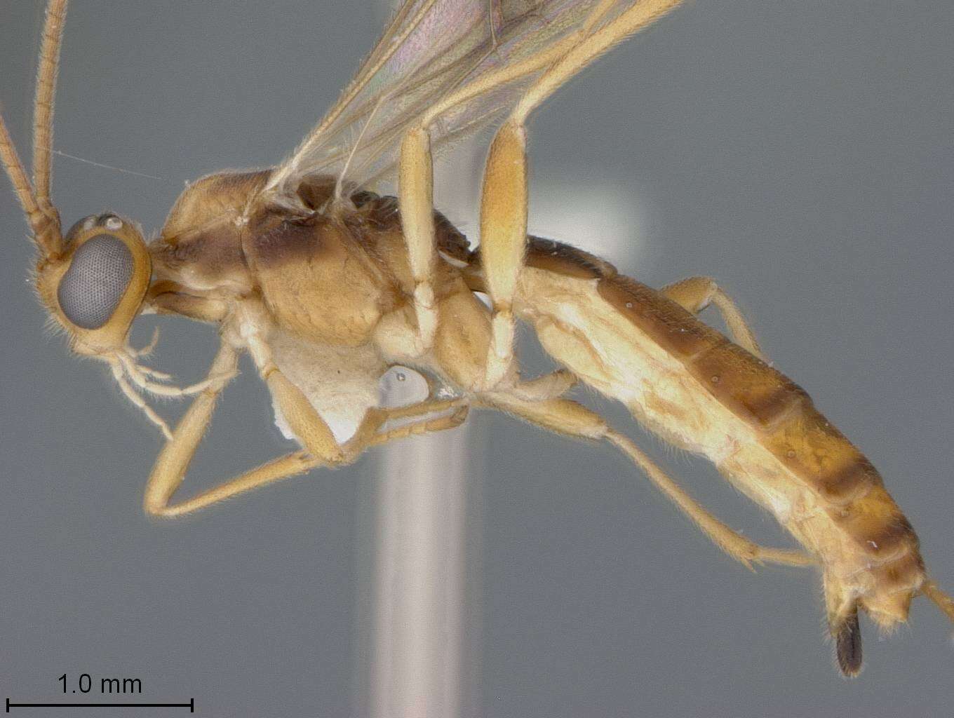 Image of Aleiodes palmatoides Marsh & Shaw 2003