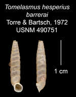 Imagem de Tomelasmus hesperius barrerai C. Torre & Bartsch 1972