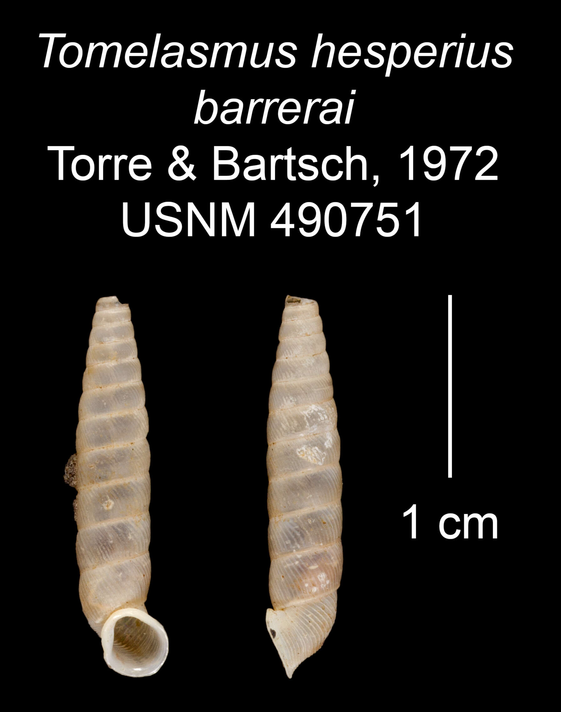 Imagem de Tomelasmus hesperius barrerai C. Torre & Bartsch 1972