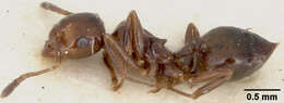 Image of Crematogaster vandermeermohri Menozzi 1930