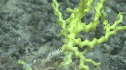 Image of deepwater stony coral
