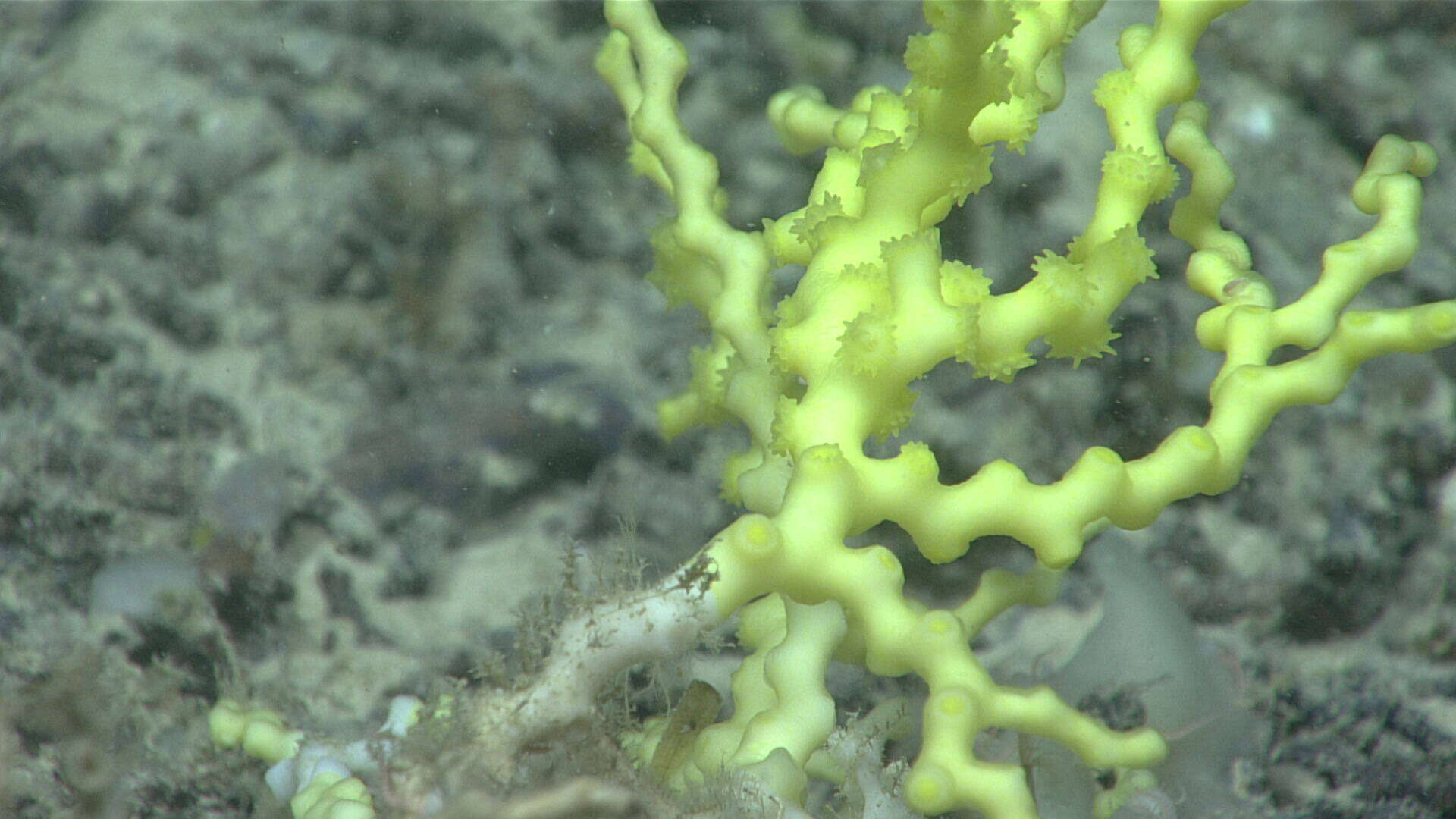 Image of deepwater stony coral