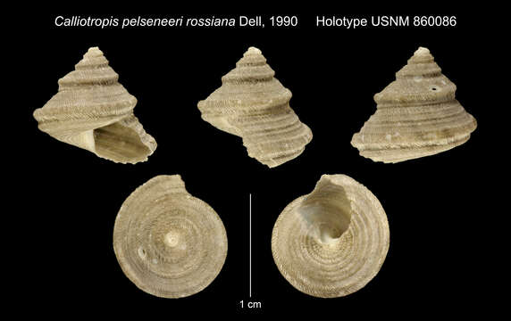 Image of Calliotropis pelseneeri Cernohorsky 1977