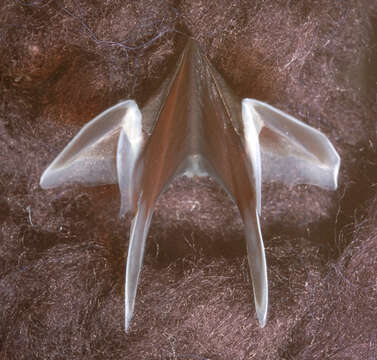 Image of Neoteuthis Naef 1921