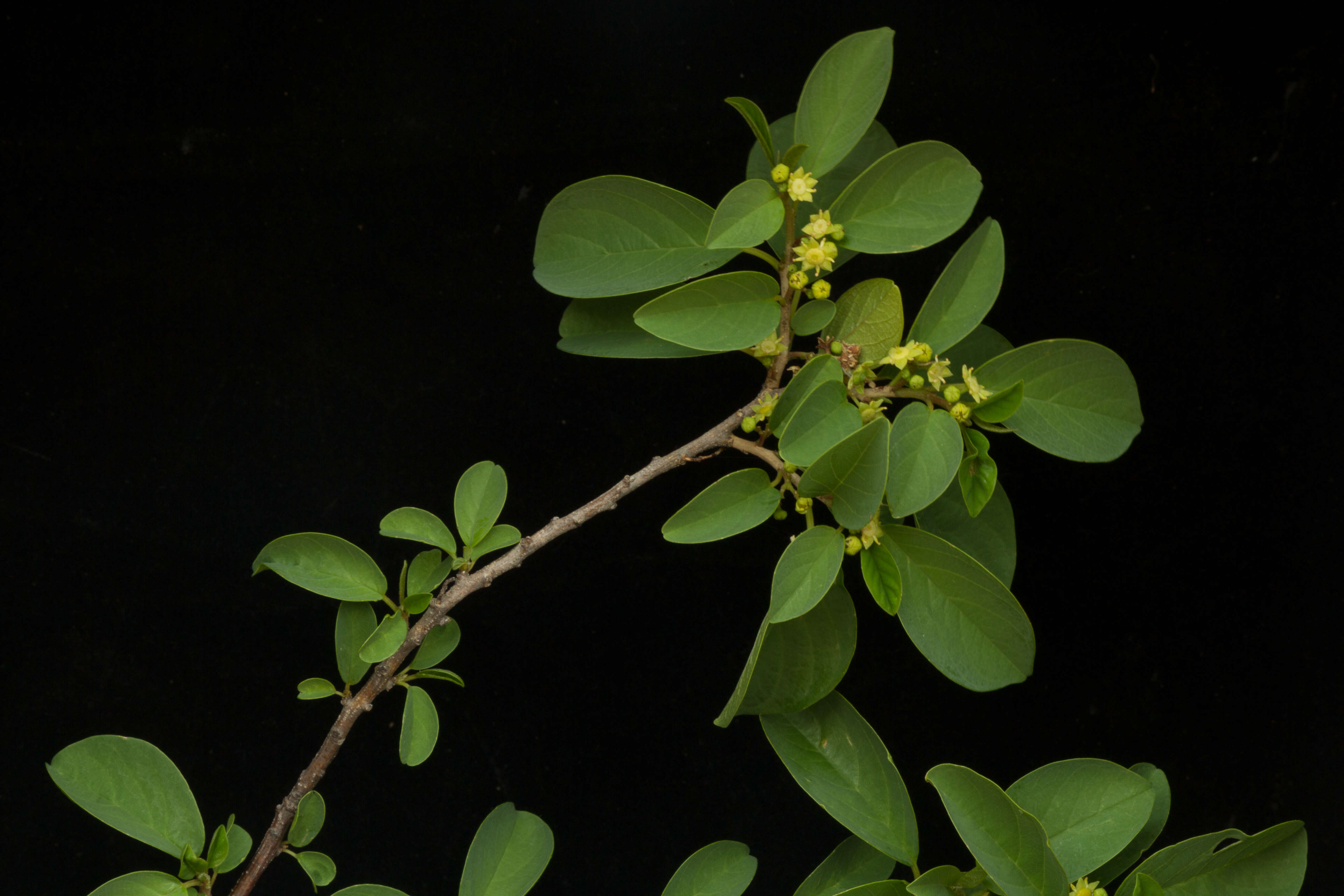 Image de Colubrina elliptica (Sw.) Briz. & W. L. Stern