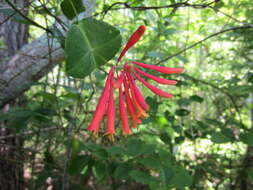 Image of trumpet honeysuckle