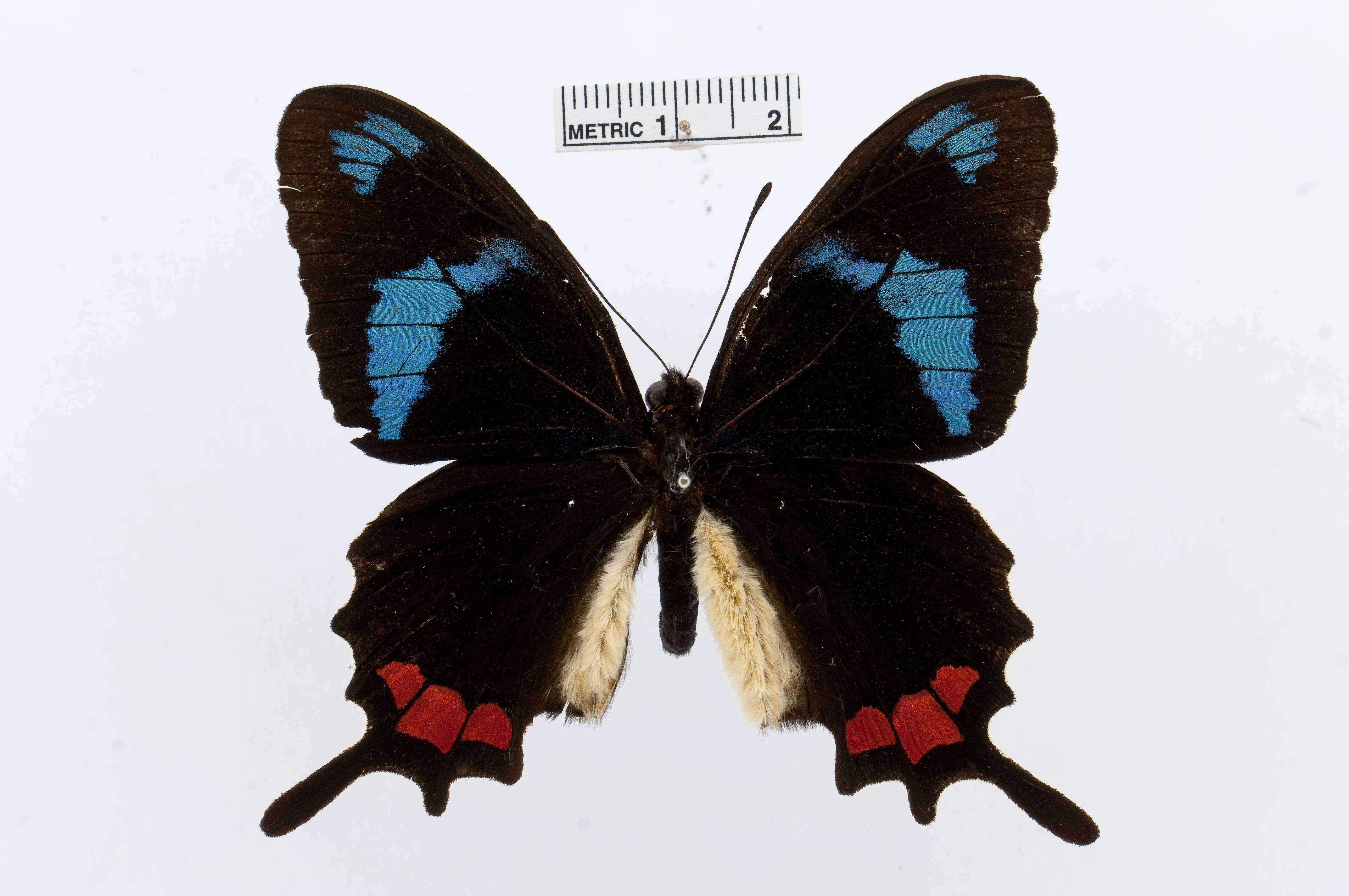 Image of Parides gundlachianus (Felder & Felder 1864)