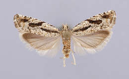 Image of Epinotia sotipena Brown 1986