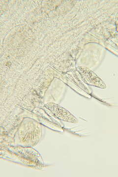 Image of Phyllodocidae