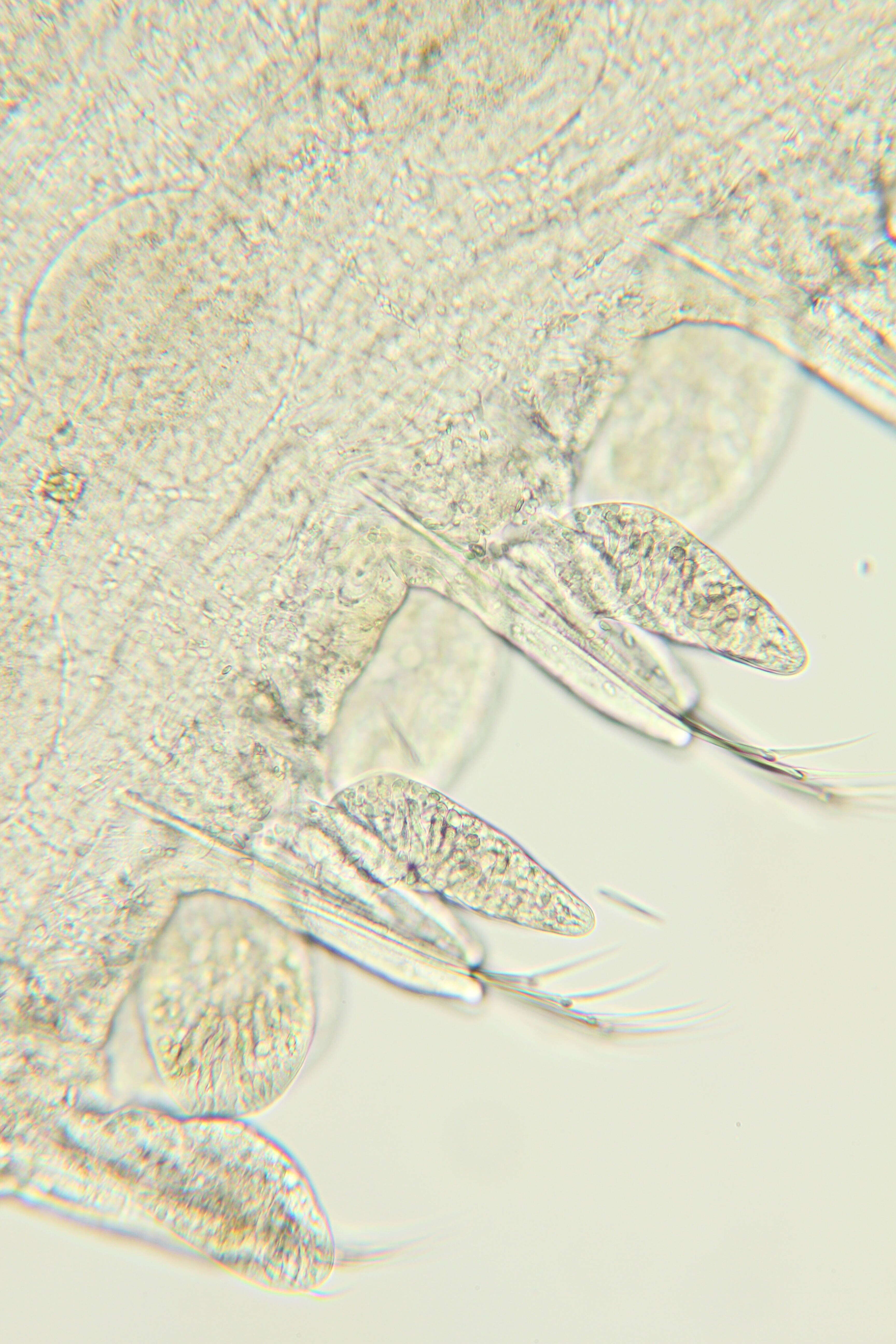 Image of Phyllodocidae