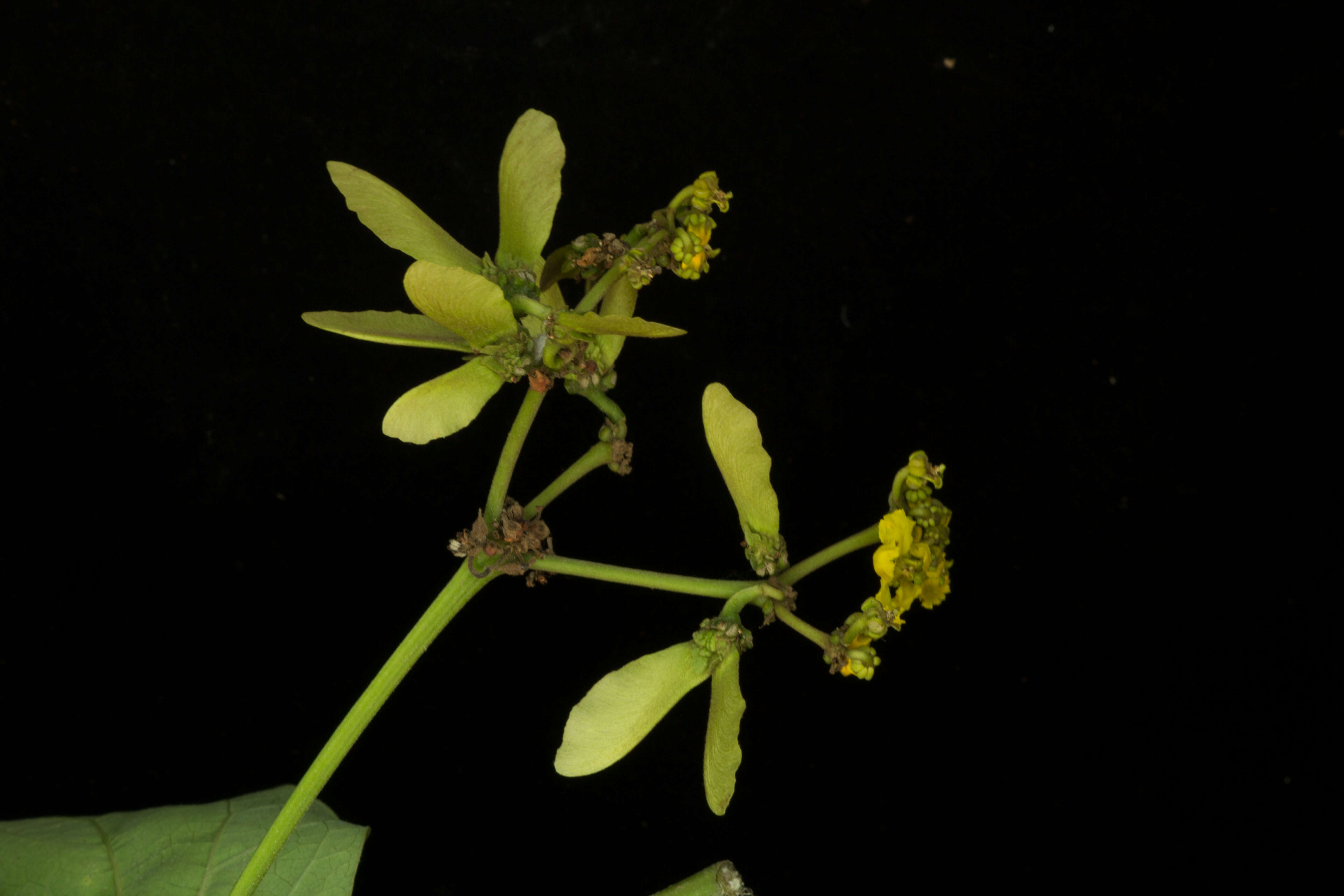 Image of Stigmaphyllon lindenianum A. Juss.