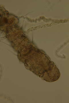 Image of Raphidrilus hawaiiensis Magalhães, Bailey-Brock & Davenport 2011