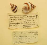 Liguus fasciatus (O. F. Müller 1774) resmi