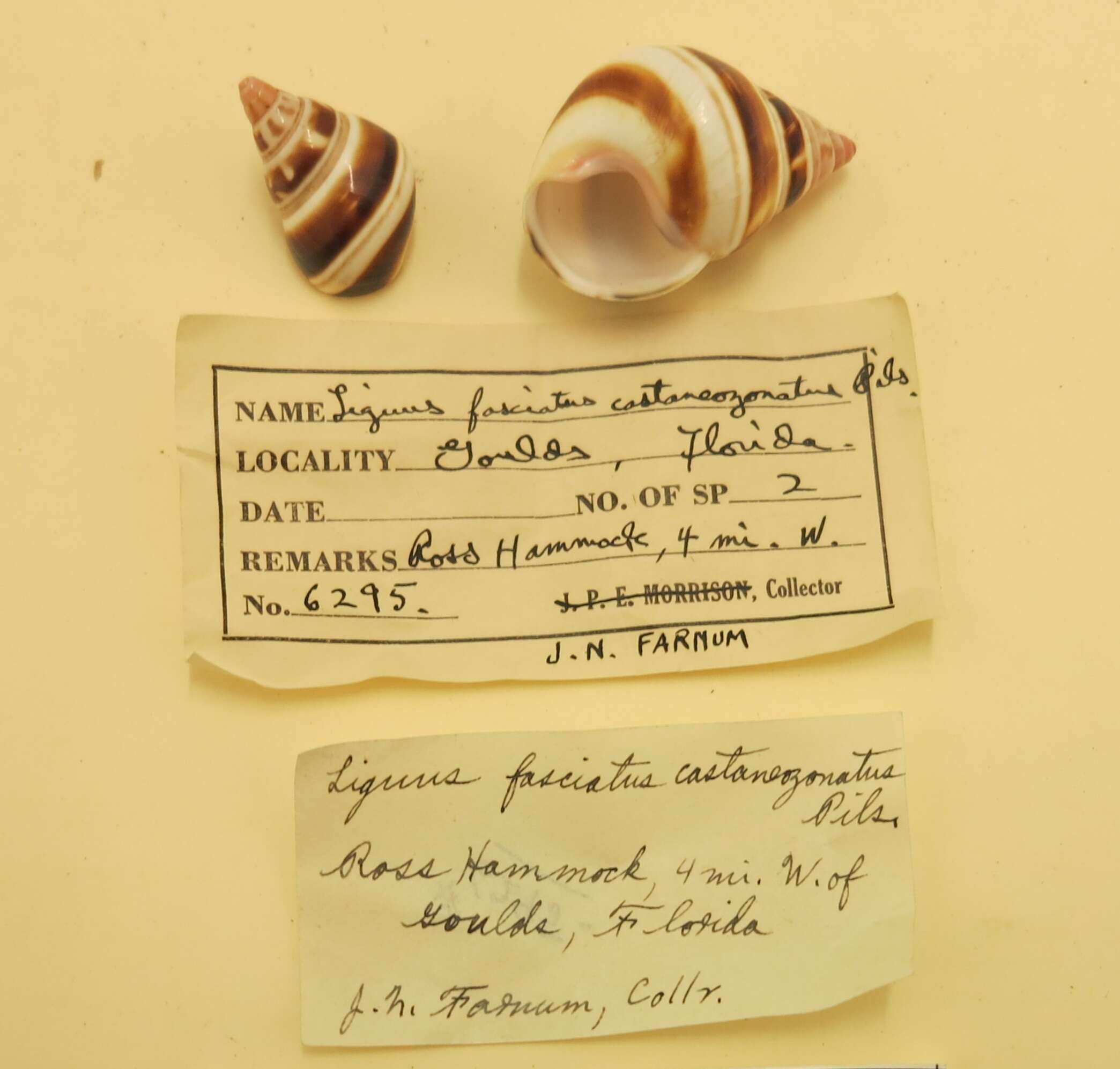 Liguus fasciatus (O. F. Müller 1774) resmi