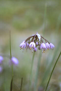 Image of Lady's leek