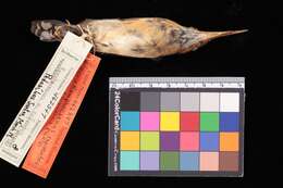 Image of Ramphocaenus melanurus panamensis Phillips & AR 1991