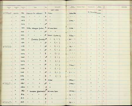 Image of Sitta nagaensis grisiventris Kinnear 1920