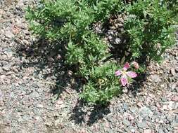 Imagem de Oenothera canescens Torr.