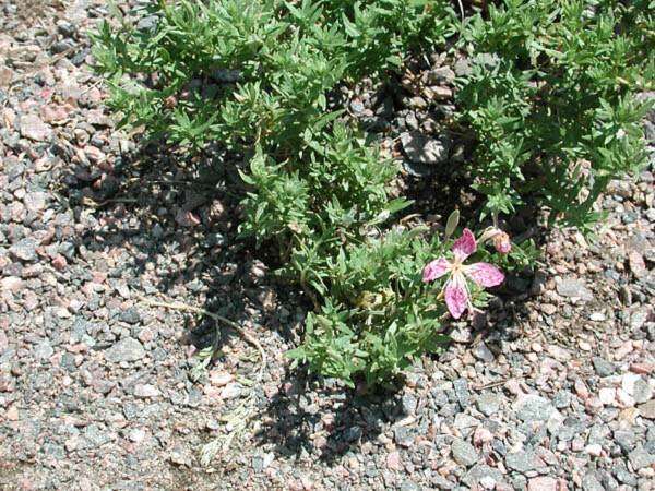 Imagem de Oenothera canescens Torr.