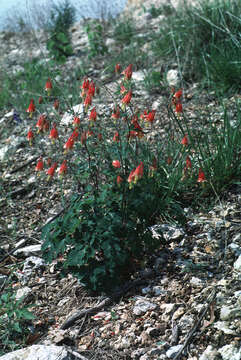 Image of red columbine