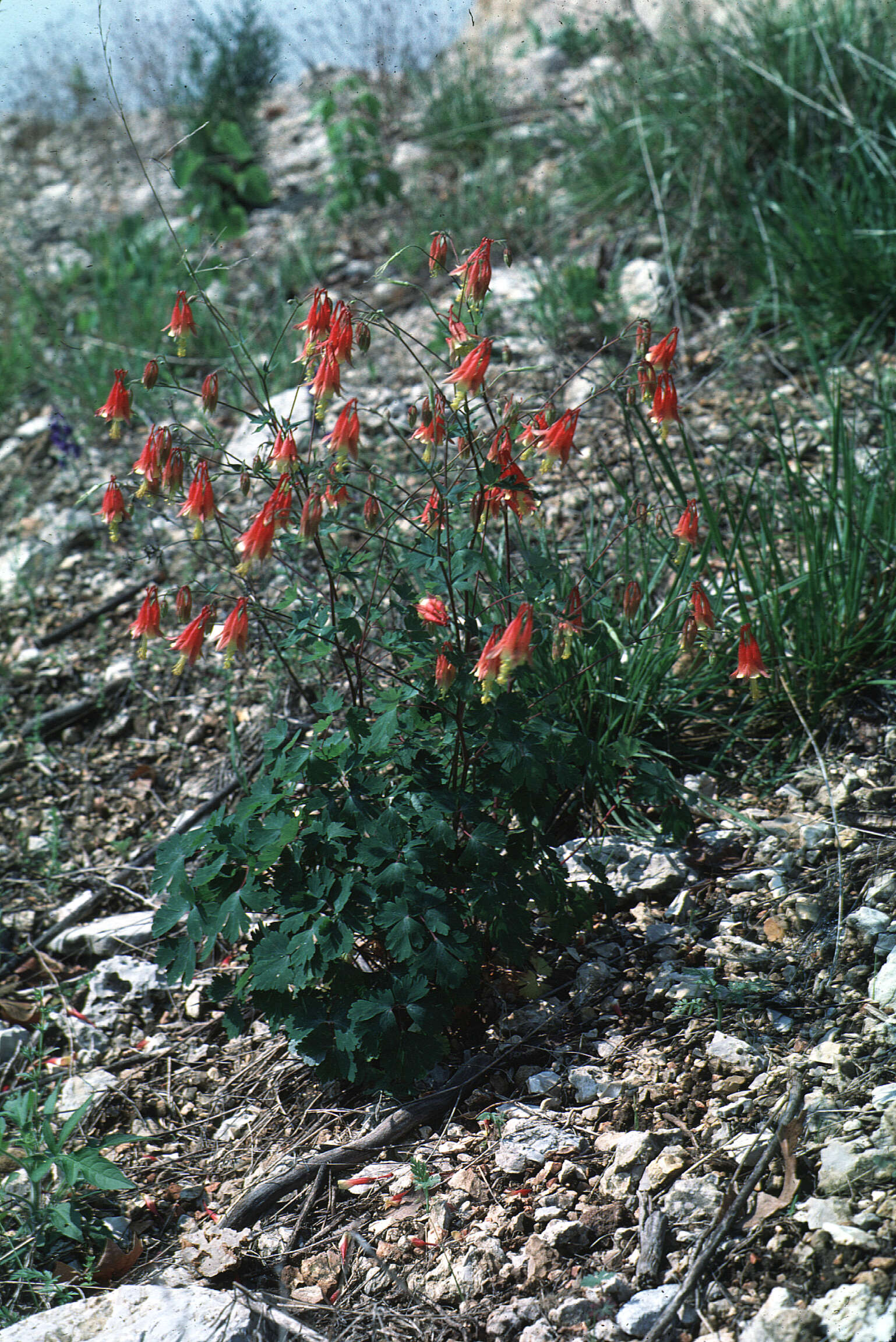 Image de Aquilegia canadensis L.