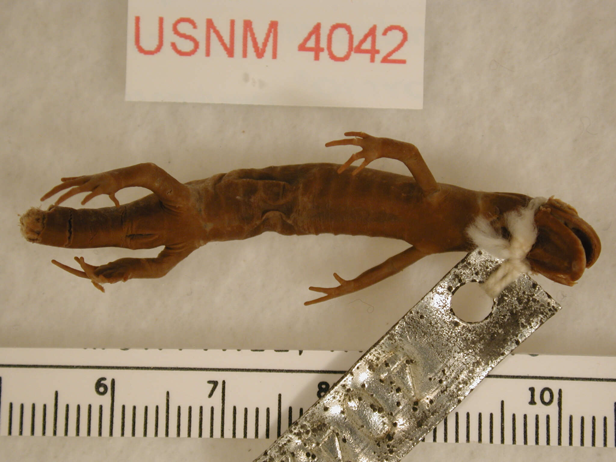 Image of long-toed salamander