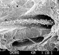 Image of Lepidopora acrolophos Cairns 1983