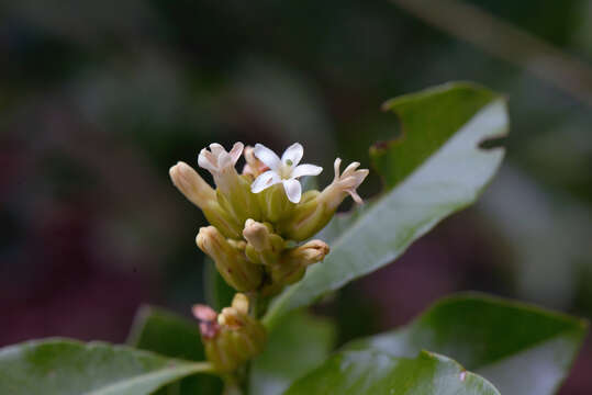 Image of Diclidanthera laurifolia Mart.