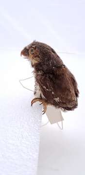 Image of Mountain Pygmy Owl