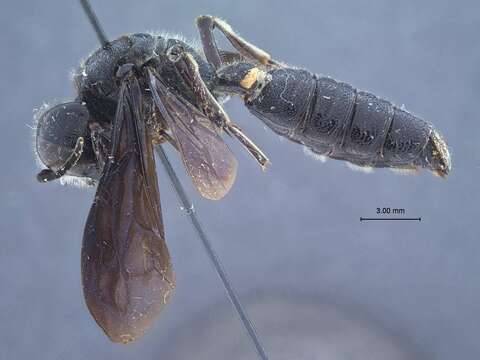 Eucerceris violaceipennis Scullen 1939 resmi