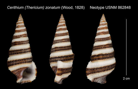 Image of Cerithium zonatum (W. Wood 1828)