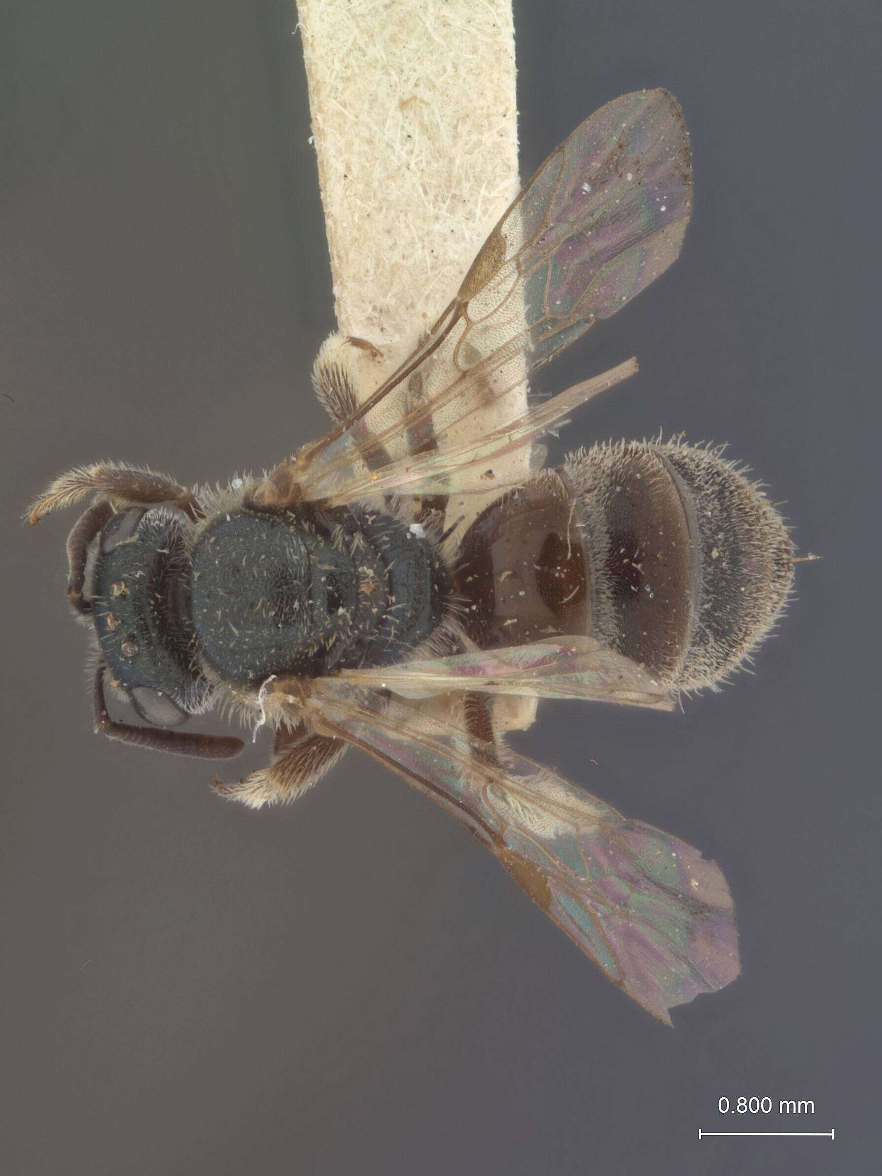 Image of Halictus nevadensis Crawford