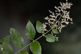 Image of tropical bloodleaf