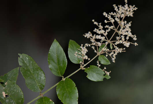 Image of tropical bloodleaf