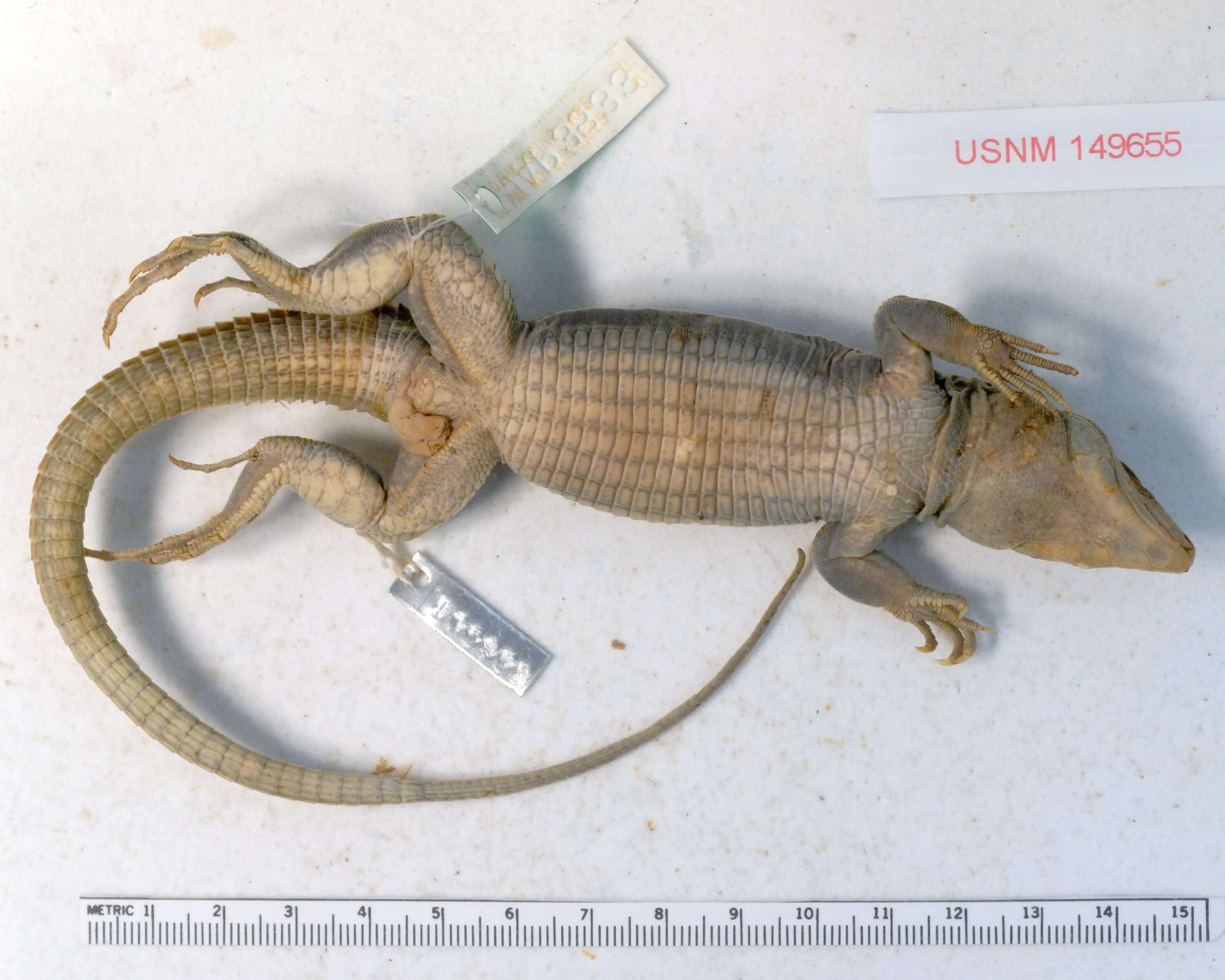 Image of Peters' Ameiva