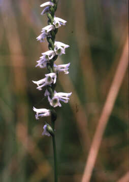 Image of northern slender lady's tresses