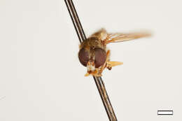 Image of Sphegina brachygaster Hull 1935