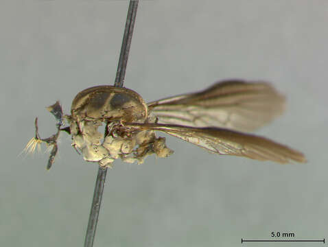 Image of Ommatius falcatus Scarbrough 1984