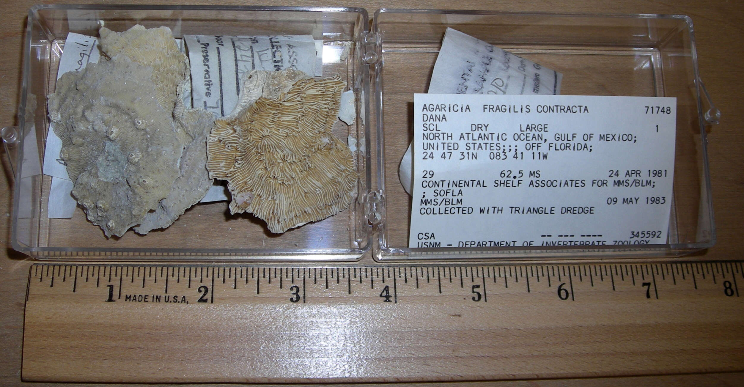 Image of fragile saucer coral