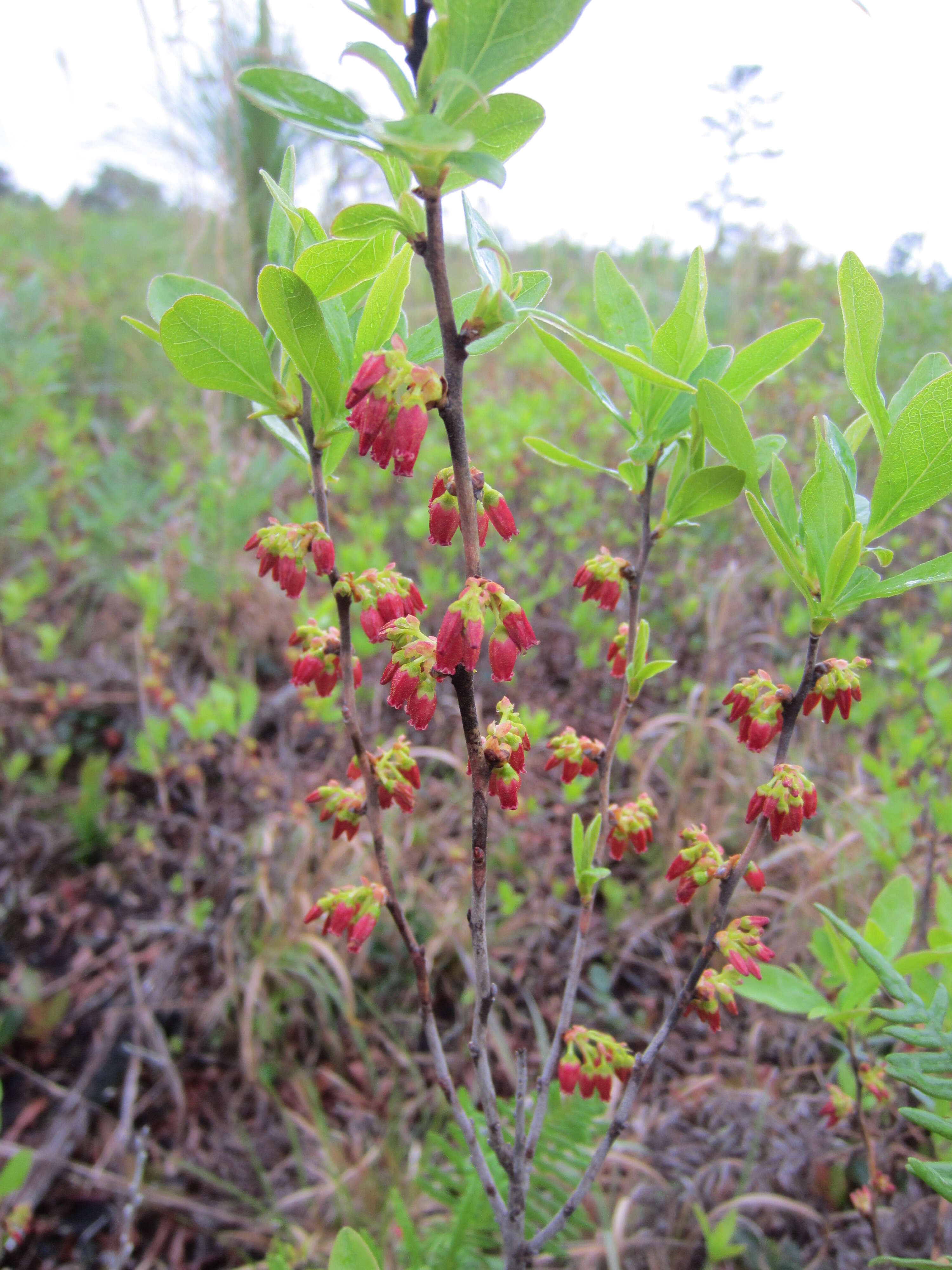 Image of Black Huckleberry