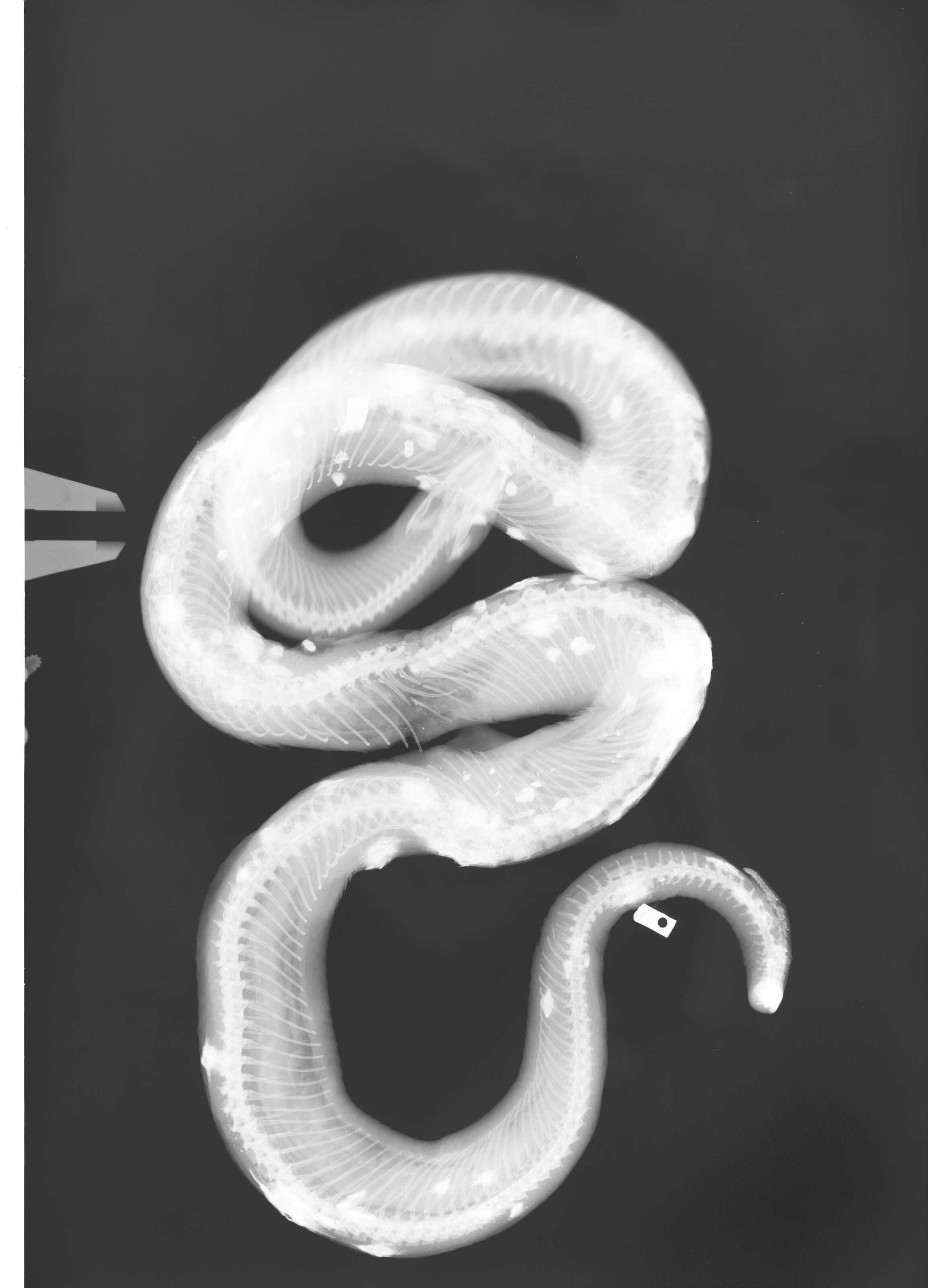 Image of Lampropeltis getula (Linnaeus 1766)