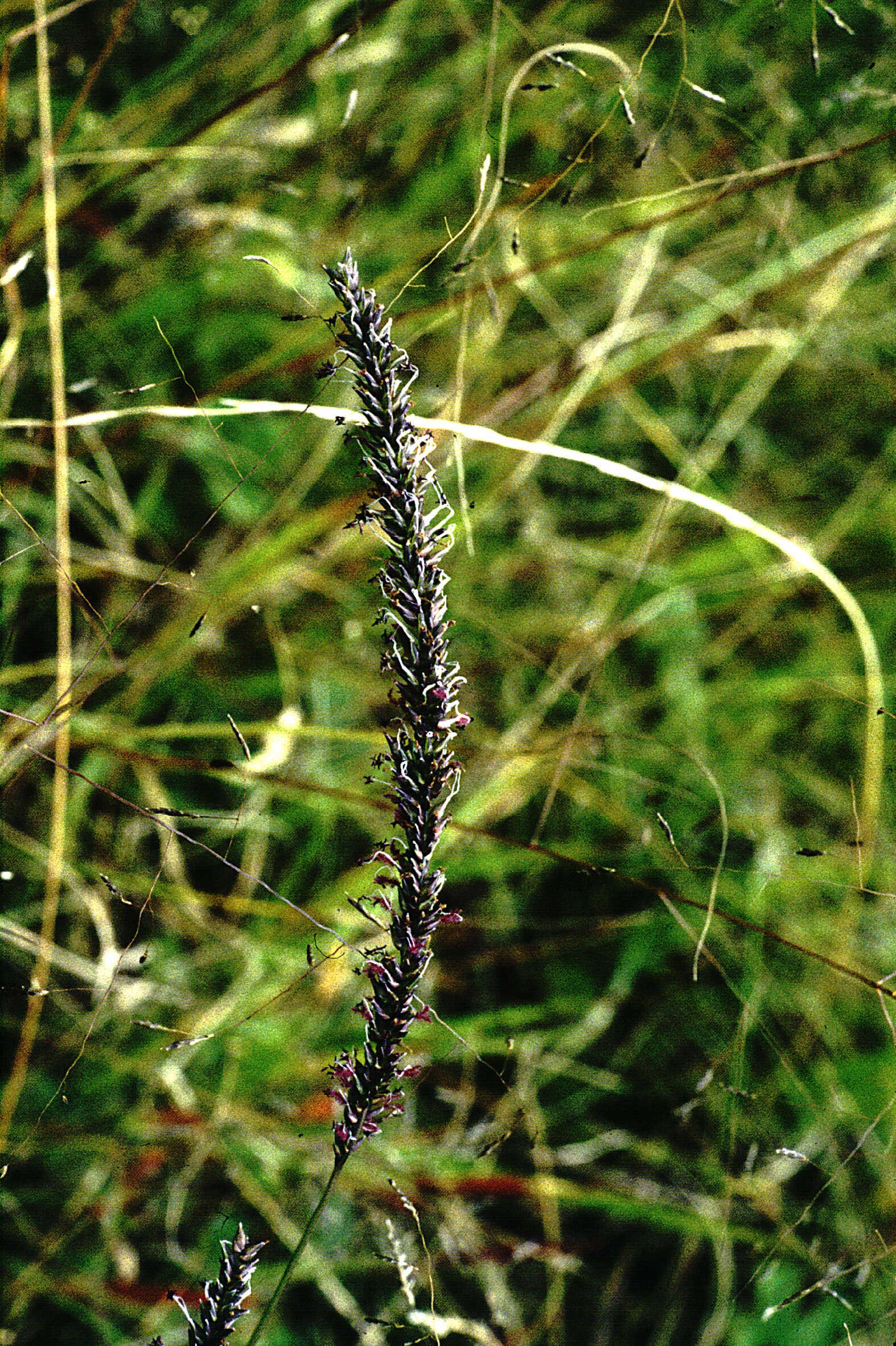 Plancia ëd Sacciolepis Nash