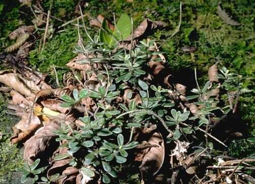 Image of Maui peperomia