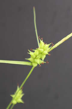 Image of Pine-Barren Sedge